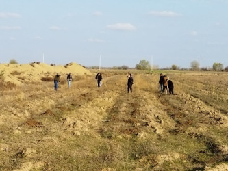 Ekologiya və Təbii Sərvətlər Nazirliyi tərəfindən Xocavənd rayonunda baramaçılığın inkişaf etdirilməsi üçün verilmiş 1000 ədəd  tut tingi ayrılmış sahədə əkilmişdir.