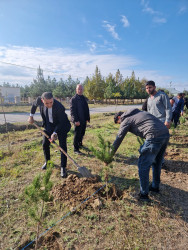 “Yaşıl Dünya naminə həmrəylik ili” çərçivəsində Xocavənd qəsəbəsində ağacəkmə aksiyaları davam edir.