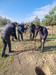 “Yaşıl Dünya naminə həmrəylik ili” çərçivəsində Xocavənd qəsəbəsində ağacəkmə aksiyaları davam edir.