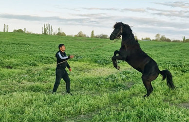 Həsənov Elçin Cabir oğlu yorğa atların Respublika çempionatında  birinci yerin sahibi olub