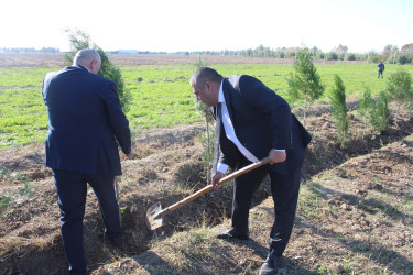 "Yaşıl dünya naminə həmrəylik ili" çərçivəsində Xocavənd qəsəbəsində növbəti ağacəkmə aksiyası keçirilmişdir.