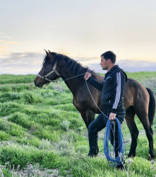Həsənov Elçin Cabir oğlu yorğa atların Respublika çempionatında  birinci yerin sahibi olub