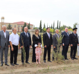 Şəhidlərin xatirəsinə həsr olunmuş ağacəkmə aksiyası təşkil edilib